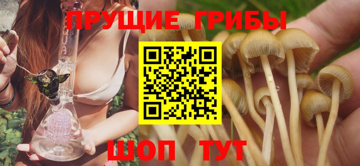 Галлюциногенные грибы прущие грибы  Калуга  Псилоцибиновые грибы Cubensis 