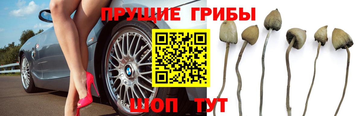 Галлюциногенные грибы прущие грибы Калуга